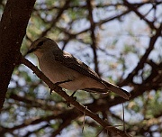 some kind of flycatcher, Lake Manyara or